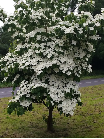 Cornus kousa var. chinensis 12ltr pot