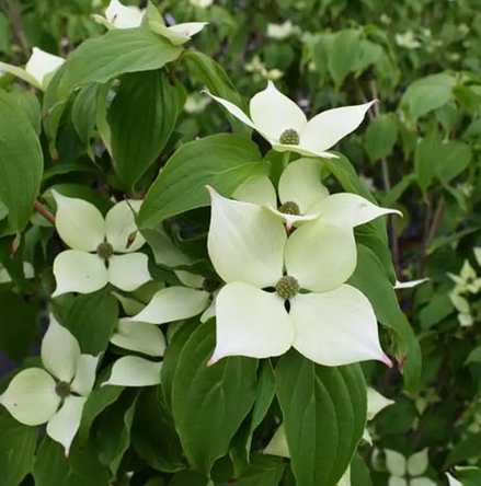 Cornus kousa 'White Fountain' 12Ltr pot