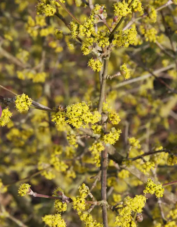 Cornus mas 12Ltr pot