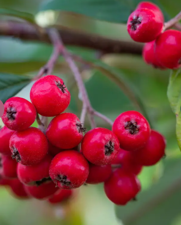 Cotoneaster 'Cornubia' 12Ltr pot