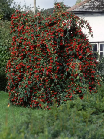 Cotoneaster hybridus 'Pendulus' 12Ltr pot