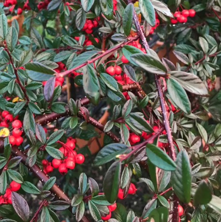 Cotoneaster salicifolia 'Repens' Patio tree top worked at 85cm 11.5Ltr pot