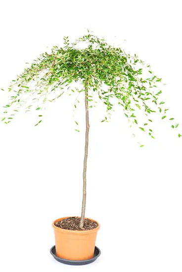 Cotoneaster X sue Juliette Patio tree top worked at 85cm 11.5Ltr pot