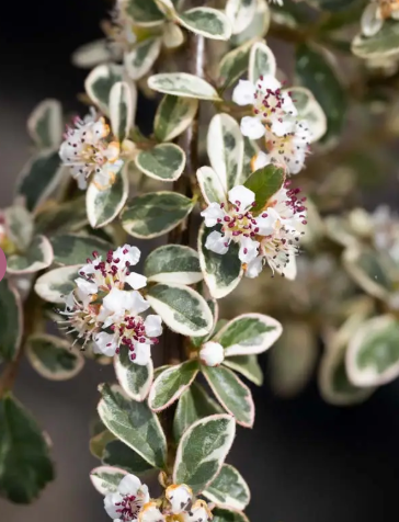 Cotoneaster X sue Juliette Patio tree top worked at 85cm 11.5Ltr pot