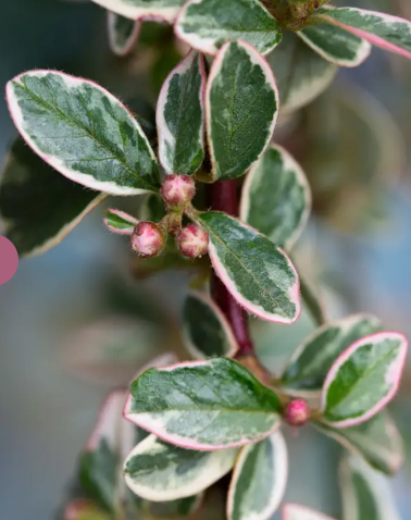 Cotoneaster X sue Juliette Patio tree top worked at 85cm 11.5Ltr pot