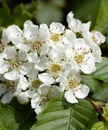 Crataegus pinnatifida var. major 'Big Golden Star' 12Ltr pot