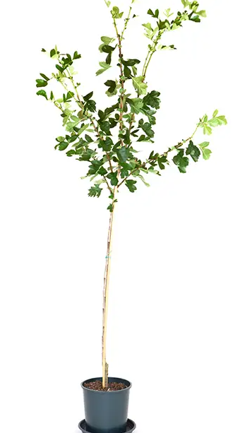 Crataegus pinnatifida var. major 'Big Golden Star' 12Ltr pot