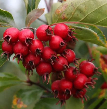 Crataegus succulenta 'Jubilee' 12Ltr pot