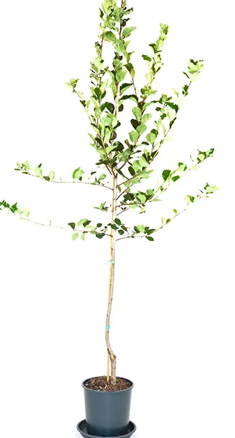 Crataegus succulenta 'Jubilee' 12Ltr pot