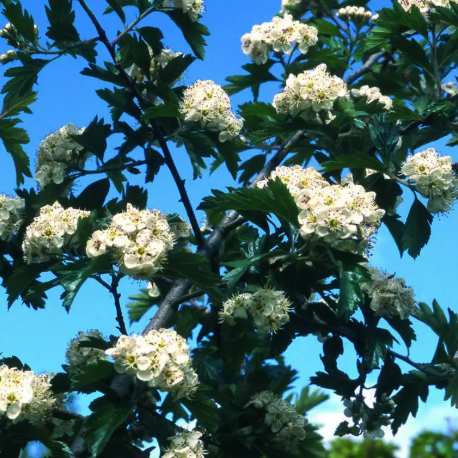 Crataegus x dippeliana 12ltr pot