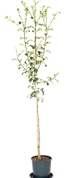 Crataegus x dippeliana 12ltr pot