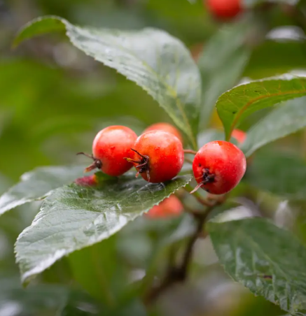 Crataegus x lavalleei 'Carrierei' 12ltr pot