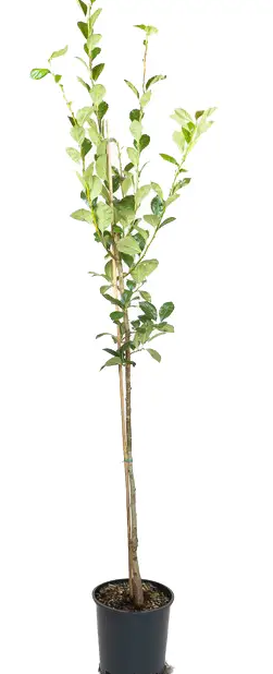 Crataegus x lavalleei 'Carrierei' 12ltr pot