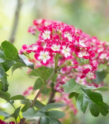 Crataegus laevigata 'Crimson Cloud' 12Ltr pot