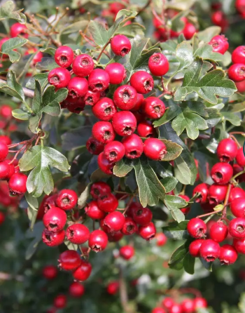 Crataegus laevigata 'Crimson Cloud' 12Ltr pot