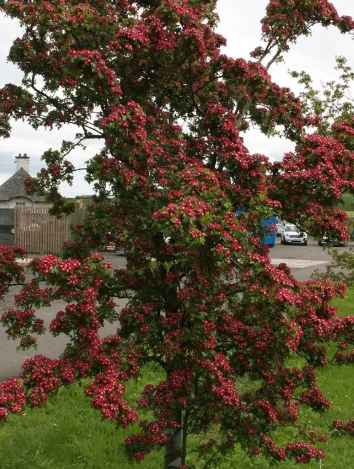 Crataegus laevigata 'Crimson Cloud' 12Ltr pot