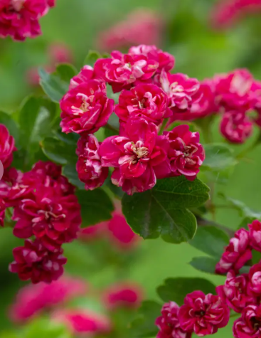 Crataegus x media 'Paul's Scarlet' 12Ltr pot