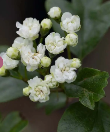 Crataegus x media 'Plena' 12Ltr pot