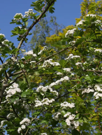 Crataegus x media 'Plena' 12Ltr pot