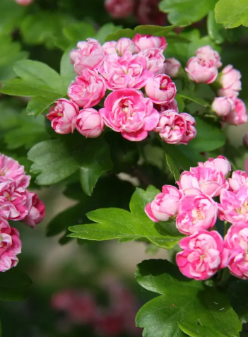 Crataegus x media 'Punicea Flore Pleno' 12Ltr pot