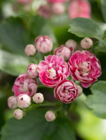 Crataegus x media 'Punicea Flore Pleno' 12Ltr pot