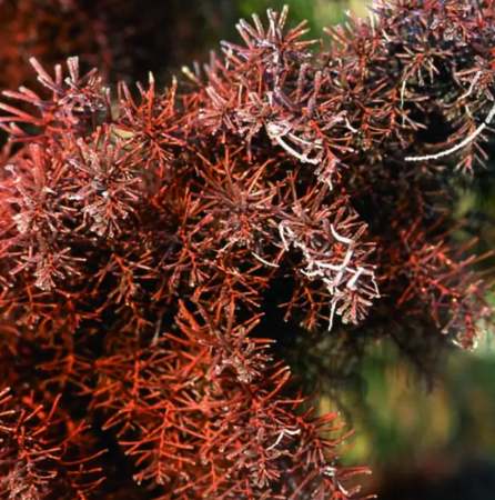 Cryptomeria japonica 'Elegans' 12ltr pot