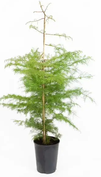 Cryptomeria japonica 'Elegans' 12ltr pot