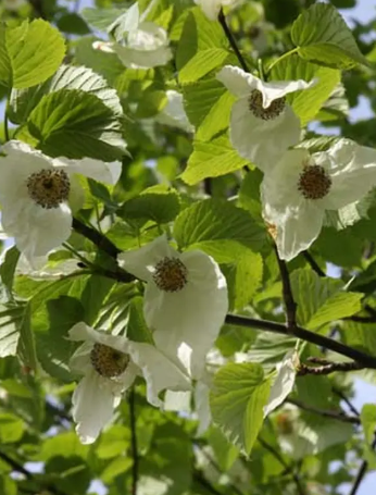 Davidia involucrata 12Ltr pot