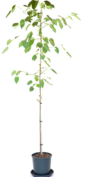 Davidia involucrata 12Ltr pot