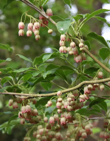 Enkianthus campanulatus 12ltr pot