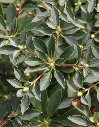 Enkianthus campanulatus 12ltr pot