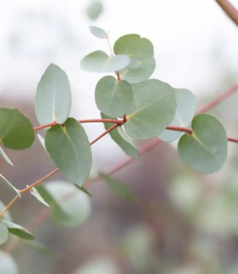 Eucalyptus gunnii 7ltr pot