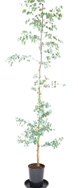 Eucalyptus gunnii 7ltr pot