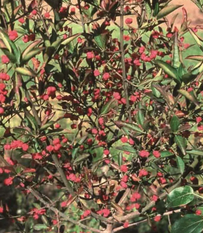 Euonymus hamiltonianus 'Indian Summer' 12Ltr pot