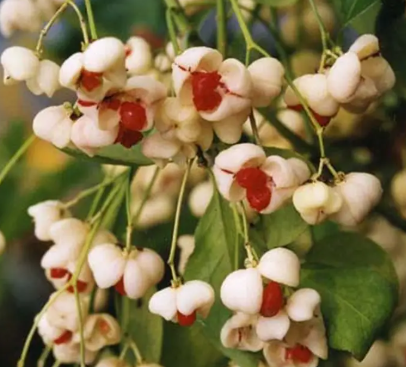 Euonymus hamiltonianus 'Koi Boy' 12Ltr pot