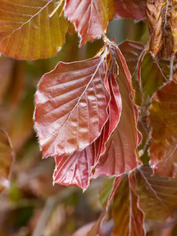 Fagus sylvatica 'Black Swan' 12Ltr pot