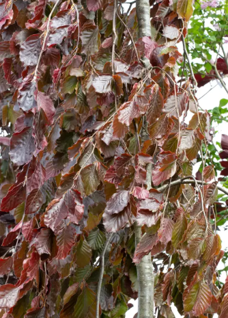Fagus sylvatica 'Black Swan' 12Ltr pot