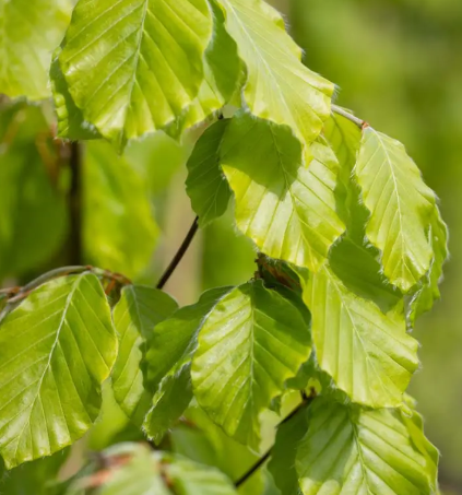Fagus sylvatica 'Dawyck Gold' 12Ltr pot