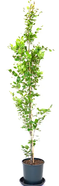 Fagus sylvatica 'Dawyck Gold' 12Ltr pot