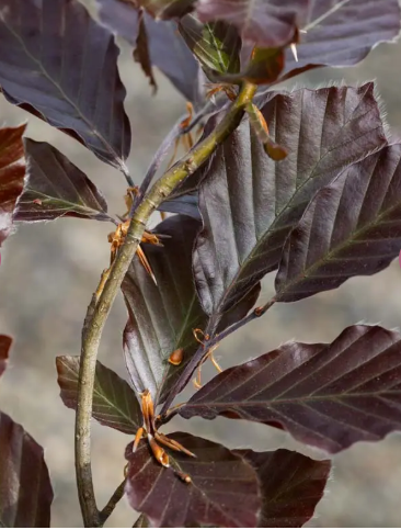 Fagus sylvatica 'Dawyck Purple' 12Lltr pot