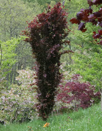 Fagus sylvatica 'Dawyck Purple' 12Lltr pot