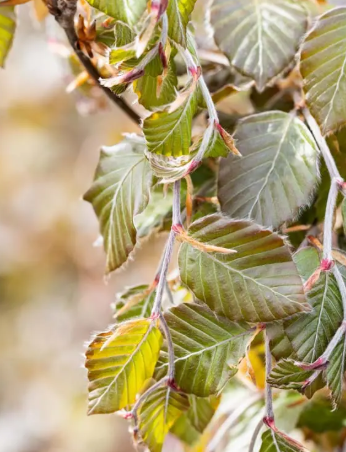 Fagus sylvatica 'Dawyck Purple' 12Lltr pot