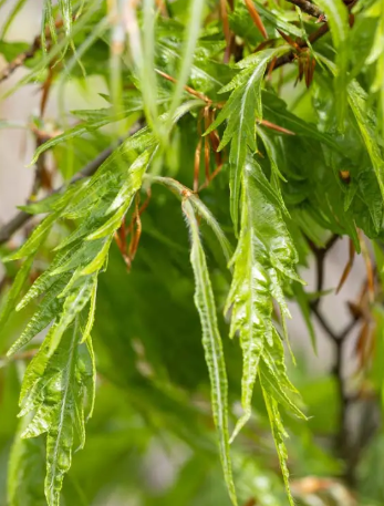 Fagus sylvatica var. heterophylla 'Aspleniifolia' 12Lltr pot