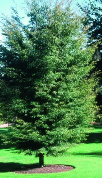Fagus sylvatica var. heterophylla 'Aspleniifolia' 12Lltr pot