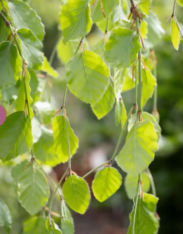 Fagus sylvatica 'Pendula' 12Lltr pot