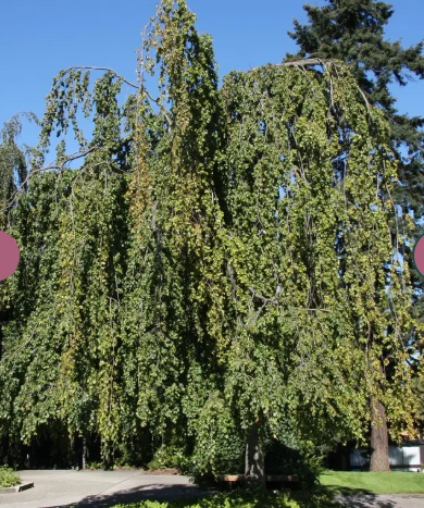 Fagus sylvatica 'Pendula' 12Lltr pot