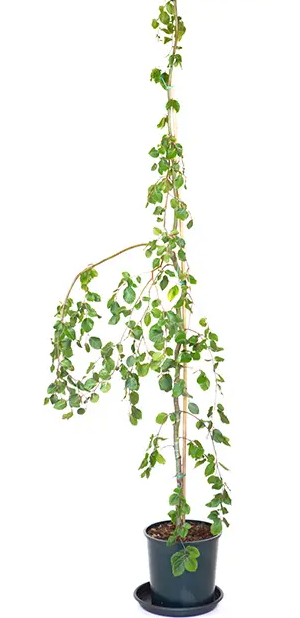 Fagus sylvatica 'Pendula' 12Lltr pot