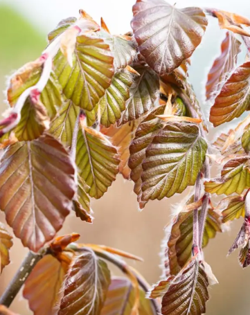 Fagus sylvatica 'Purple Fountain' 12Lltr pot