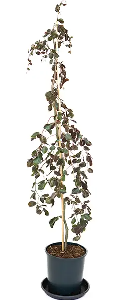 Fagus sylvatica 'Purple Fountain' 12Lltr pot