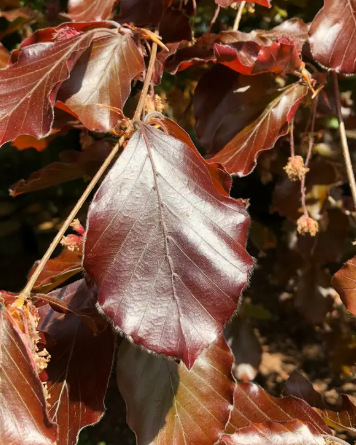 Fagus sylvatica Purpurea 12Ltr pot